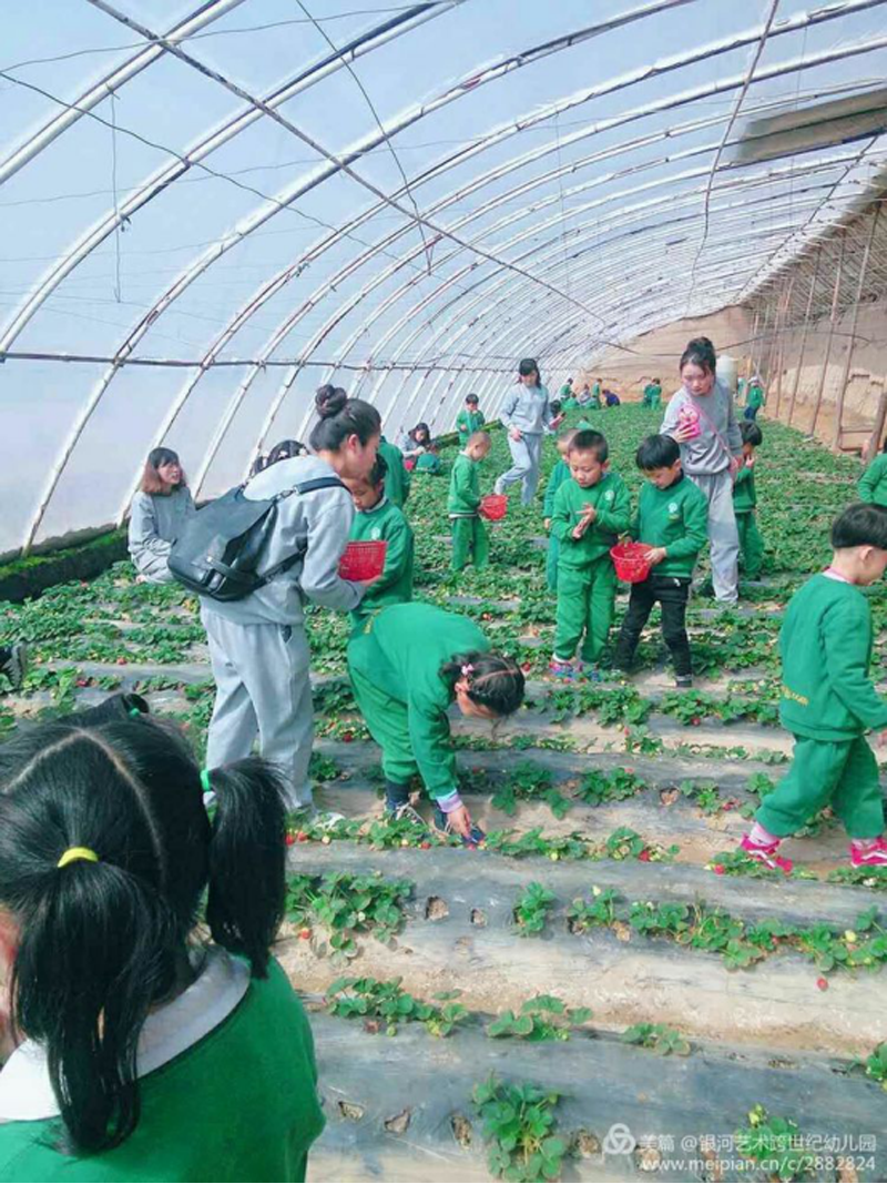 青海省銀河藝術(shù)跨世紀(jì)幼兒園：大家一起摘草莓