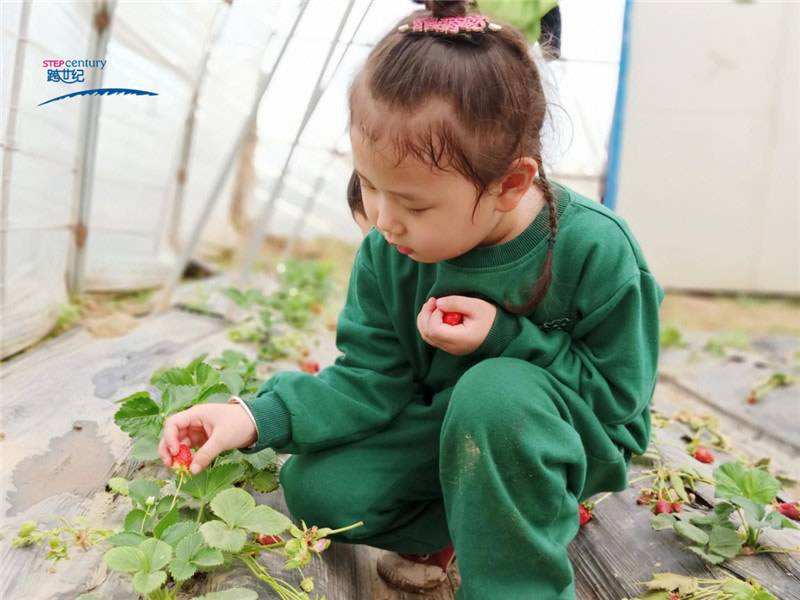 跨世紀幼兒園體驗化教學——一起摘草莓